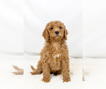 Small #19 Breeder Profile image