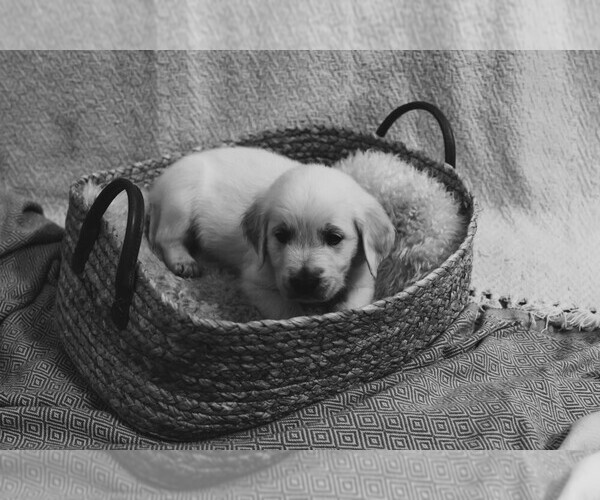 Medium Photo #12  Breeder Profile in MALDEN, MA, USA
