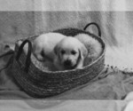 Small #11 Breeder Profile image