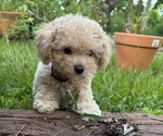 Small #8 Breeder Profile image