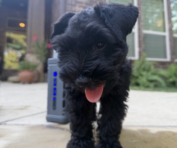 Medium Photo #2  Breeder Profile in MONTGOMERY, TX, USA