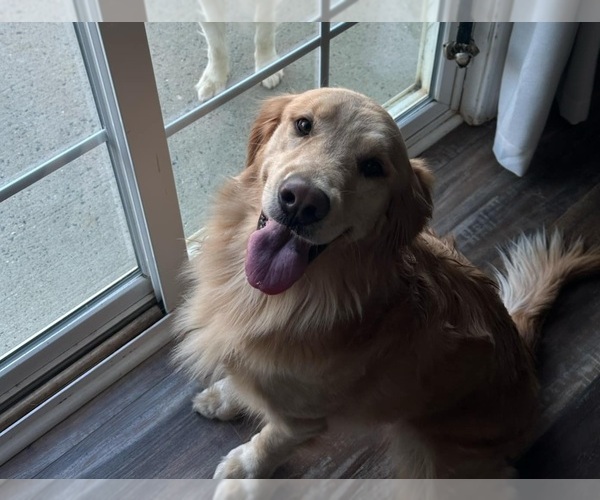 Medium Photo #8  Breeder Profile in SALISBURY, NC, USA