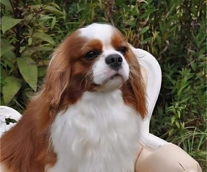 Cavalier King Charles Spaniel Dog Breeder near HAMILTON, AL, USA