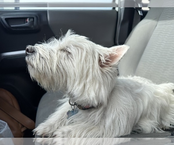 Medium Photo #4  Breeder Profile in PRESCOTT VALLEY, AZ, USA