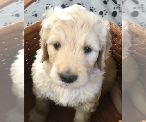 Main photo of Goldendoodle Dog Breeder near BANDERA, TX, USA