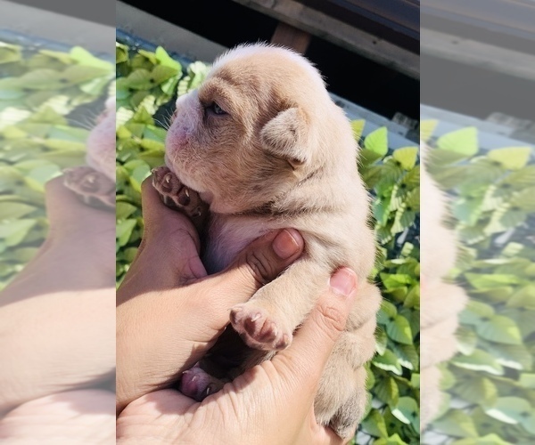Medium Photo #6  Breeder Profile in MONTCLAIR, CA, USA