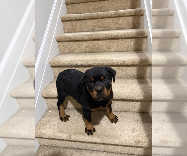 Medium Photo #3  Breeder Profile in LITHONIA, GA, USA