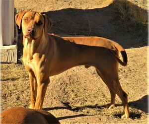 Rhodesian Ridgeback Dog Breeder near PALESTINE, TX, USA