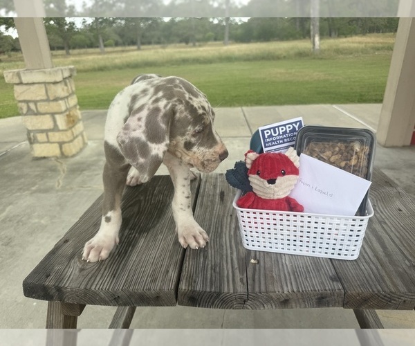 Medium Photo #8  Breeder Profile in HALLETTSVILLE, TX, USA