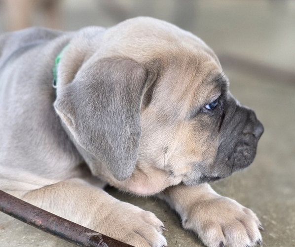 Medium Photo #28  Breeder Profile in BANGS, TX, USA