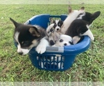 Small #20 Breeder Profile image