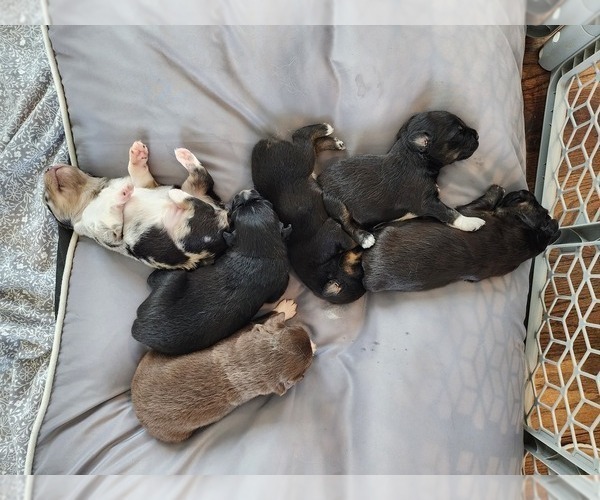 Medium Photo #1  Breeder Profile in PETERSBURG, TN, USA