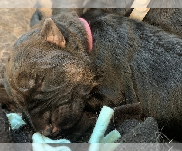 Medium Photo #52  Breeder Profile in PINON HILLS, CA, USA