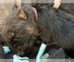 Small #51 Breeder Profile image