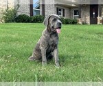 Small breeder photo