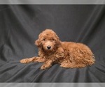 Small #2 Breeder Profile image