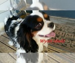 Small #1 Breeder Profile image
