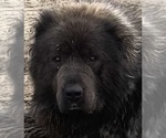Small #9 Breeder Profile image