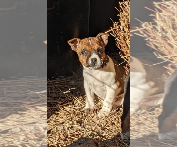 Medium Photo #19  Breeder Profile in DORA, MO, USA