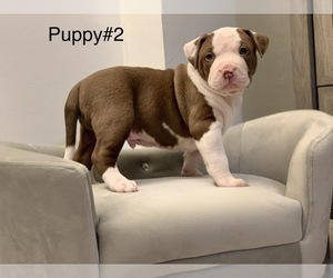 American Bully Dog Breeder in FRANKLIN PARK,  USA