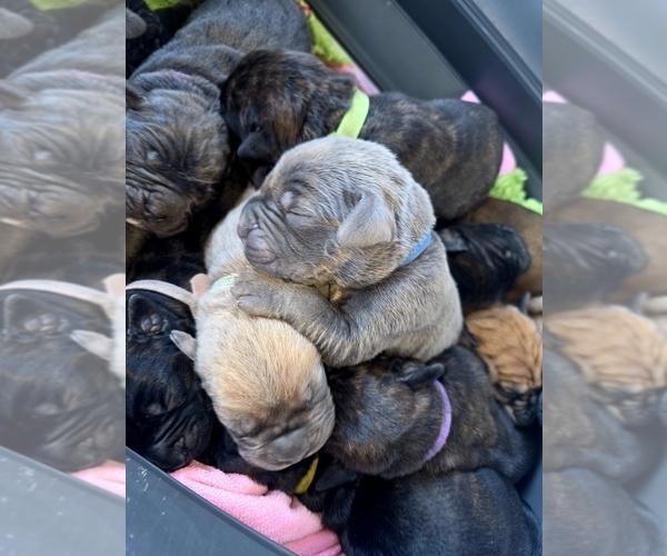 Medium Photo #21  Breeder Profile in BLANCA, CO, USA