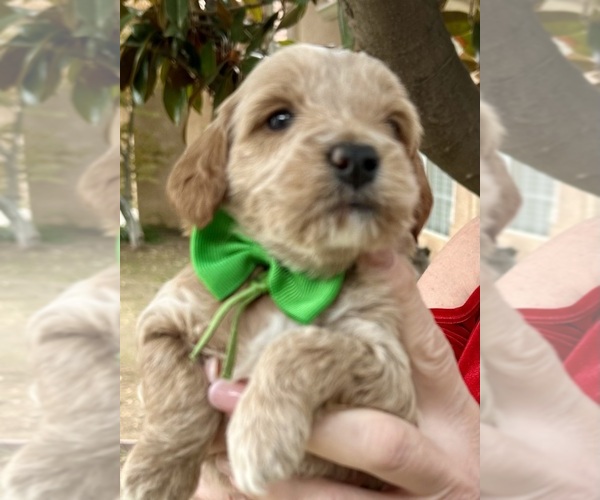 Medium Photo #14  Breeder Profile in BAKERSFIELD, CA, USA