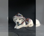 Small breeder photo