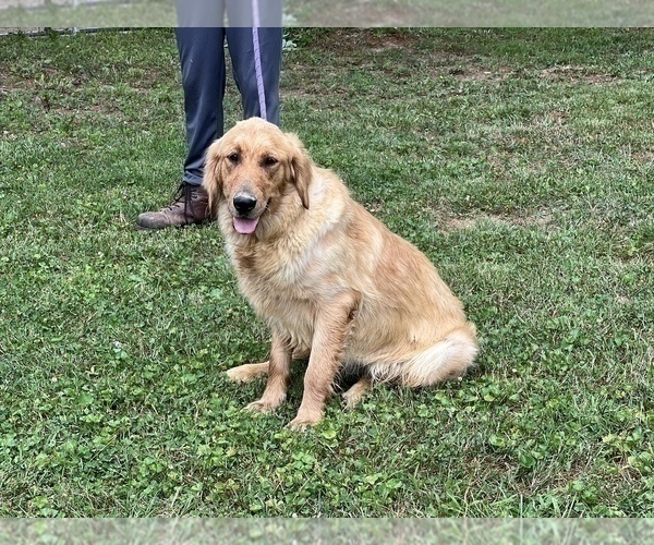 Medium Photo #47  Breeder Profile in NEOLA, WV, USA