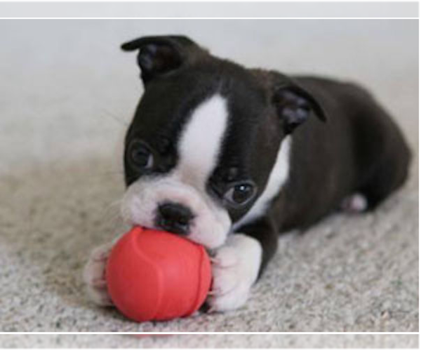 Medium Photo #1  Breeder Profile in BEND, OR, USA