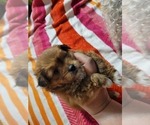 Small #4 Breeder Profile image