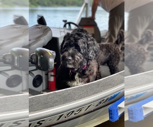 Portuguese Water Dog Dog Breeder in WACO,  USA