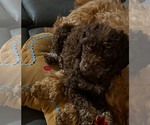 Small #1 Breeder Profile image