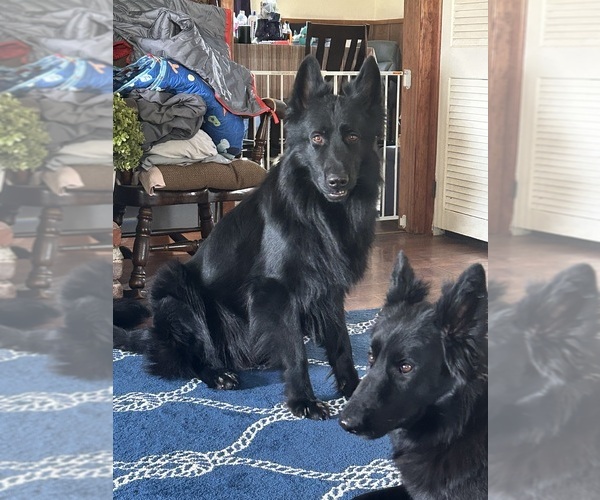 Medium Photo #10  Breeder Profile in ELIZABETH, PA, USA