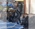 Small #9 Breeder Profile image