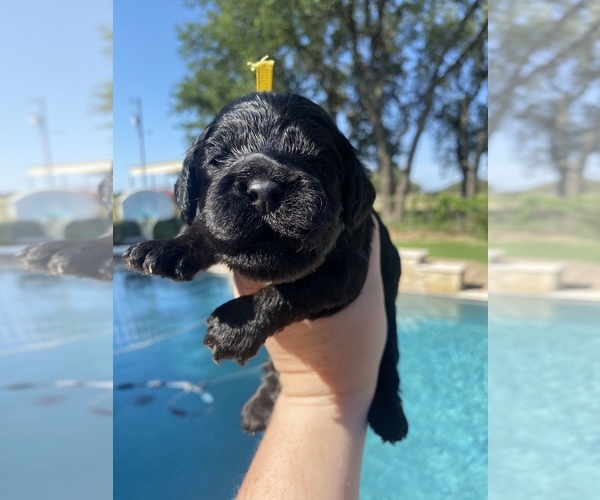 Medium Photo #6  Breeder Profile in STEPHENVILLE, TX, USA