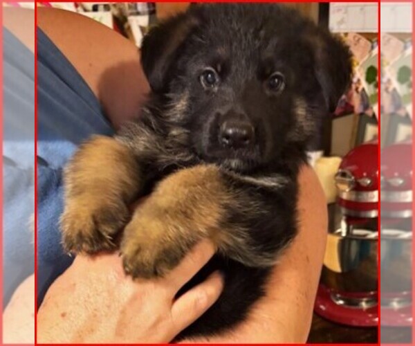 Medium Photo #8  Breeder Profile in NEWNAN, GA, USA