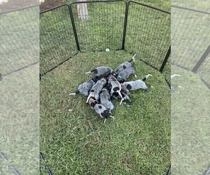 Bluetick Coonhound Dog Breeder near GREELEY, CO, USA