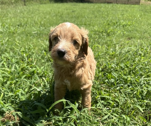 Medium Photo #13  Breeder Profile in EDMOND, OK, USA