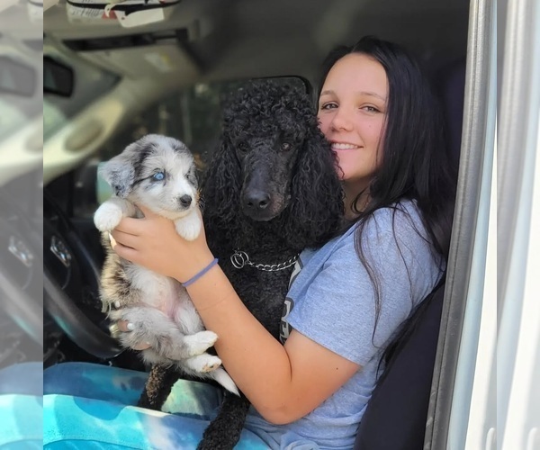 Medium Photo #13  Breeder Profile in CLEVELAND, GA, USA