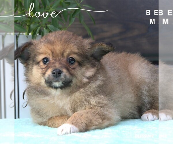 Medium Photo #4  Breeder Profile in CLARE, MI, USA