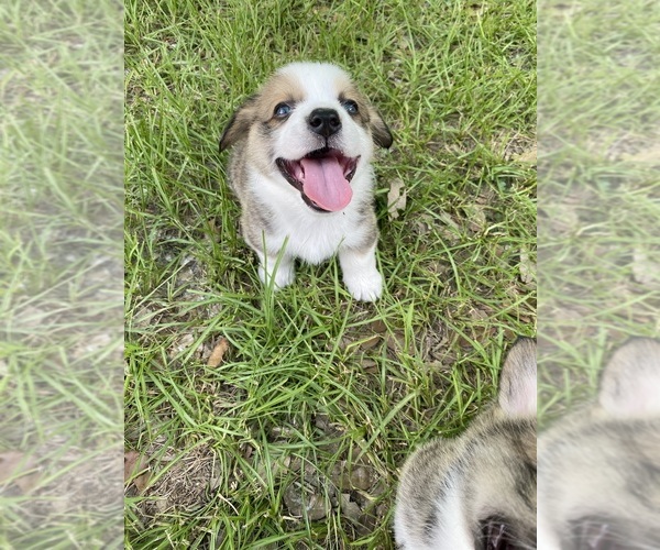 Medium Photo #9  Breeder Profile in BRANDON, FL, USA