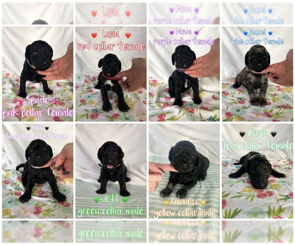 Medium Photo #1  Breeder Profile in ATL, GA, USA