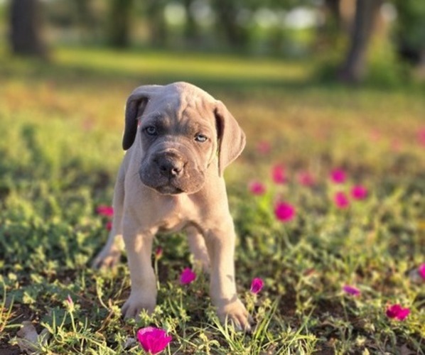 Medium Photo #14  Breeder Profile in BANGS, TX, USA