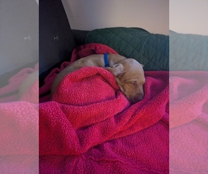 Vizsla Dog Breeder near SILT, CO, USA
