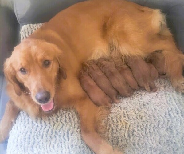 Medium Photo #3  Breeder Profile in ELMER, NJ, USA