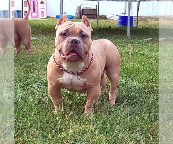 Medium Photo #1  Breeder Profile in KANSAS CITY, MO, USA