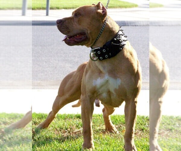 Medium Photo #1  Breeder Profile in MENIFEE, CA, USA