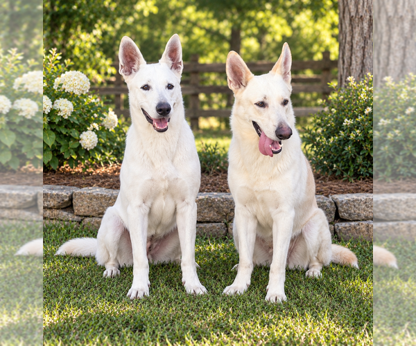 Medium Photo #2  Breeder Profile in ALACHUA, FL, USA