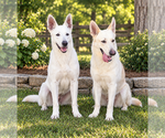 Small #1 Breeder Profile image