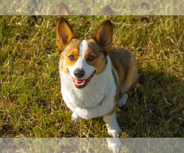 Medium Photo #1  Breeder Profile in GOLDTHWAITE, TX, USA
